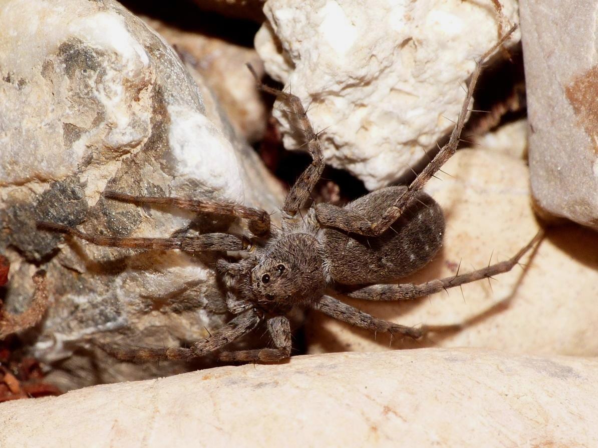 Pardosa wagleri - torrente Enza, Zona nat. di Cronovilla